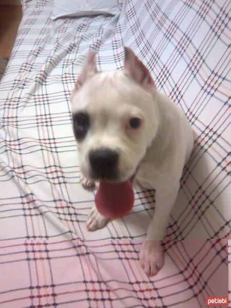 Dogo Arjantin, Köpek  Dogo Arjantin Yavrusu Alınır fotoğrafı
