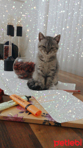 British Shorthair, Kedi  Ares fotoğrafı