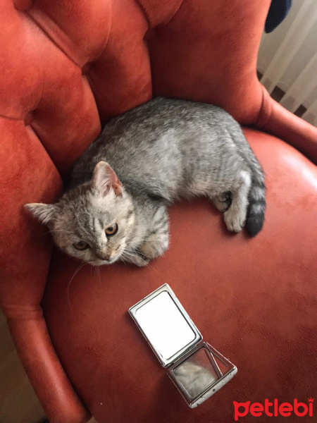 British Shorthair, Kedi  Ares fotoğrafı