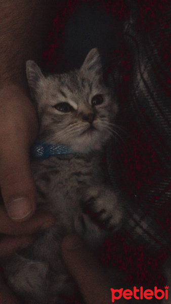 British Shorthair, Kedi  Ares fotoğrafı