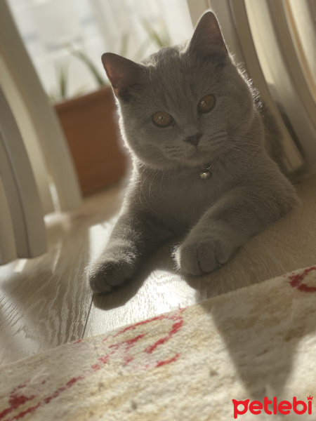 British Shorthair, Kedi  Zeus fotoğrafı