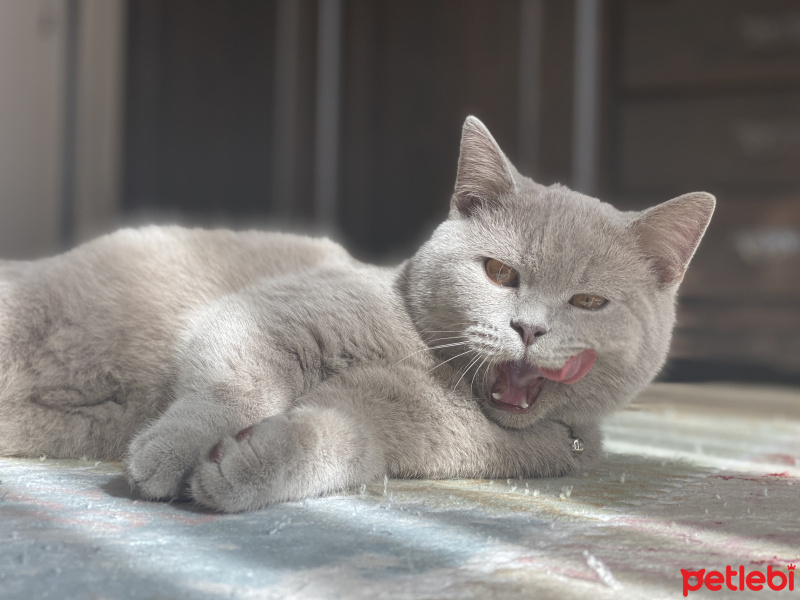 British Shorthair, Kedi  Zeus fotoğrafı