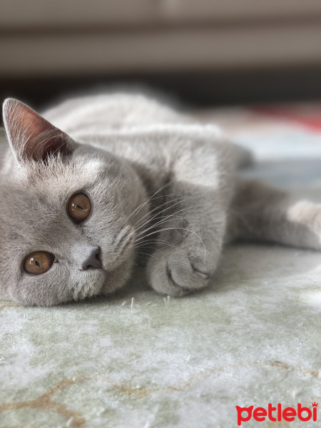 British Shorthair, Kedi  Zeus fotoğrafı