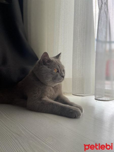British Shorthair, Kedi  Zeus fotoğrafı