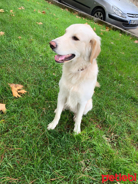 Golden Retriever, Köpek  Thor fotoğrafı
