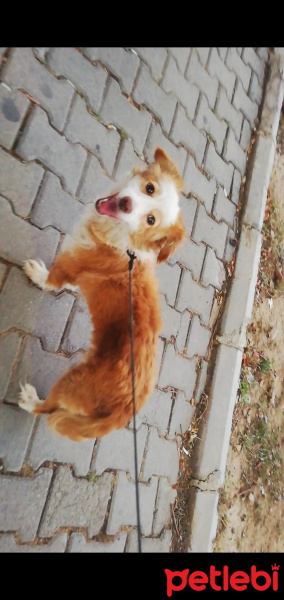 Russian Spaniel, Köpek  Carmen acil yuva arıyor yoksa barınağa gidecek fotoğrafı