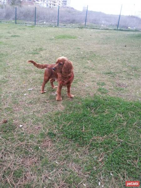 Amerikan Cocker Spaniel, Köpek  Jack fotoğrafı