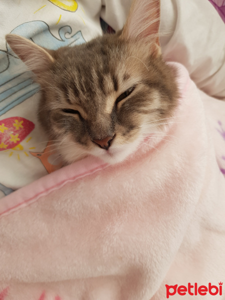 Tekir Kedi, Kedi  Mia fotoğrafı