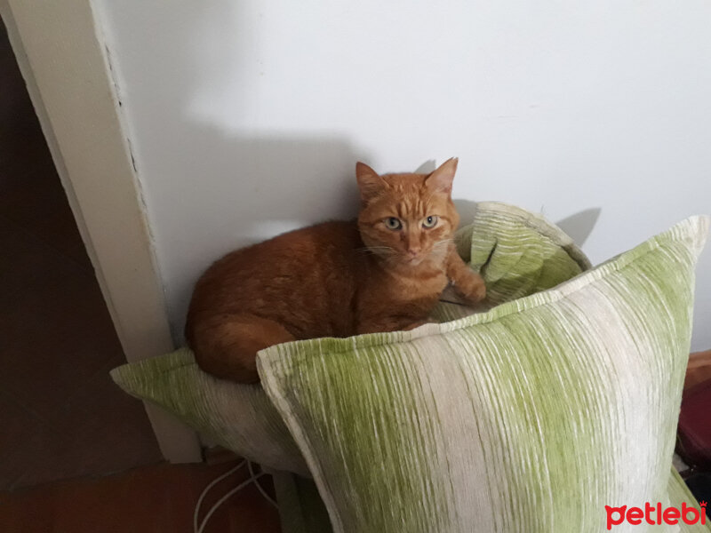 Sarman, Kedi  Rüstem fotoğrafı