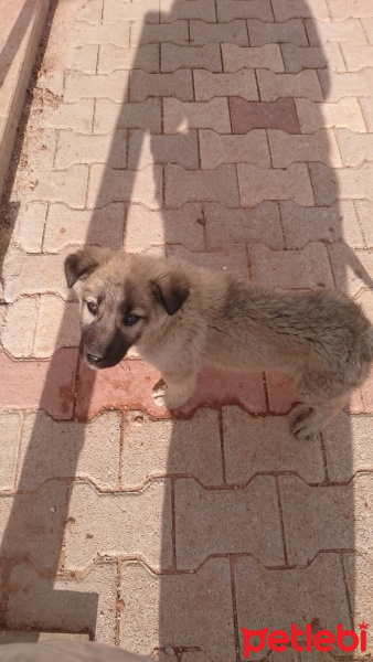 Kangal, Köpek  chopper ve lisa 05061174295 fotoğrafı