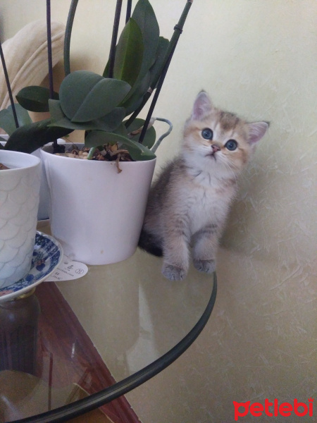 British Shorthair, Kedi  Badem fotoğrafı