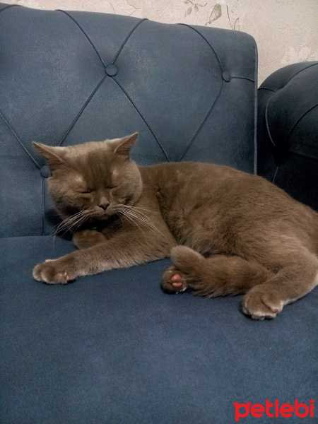 British Shorthair, Kedi  Paşa fotoğrafı