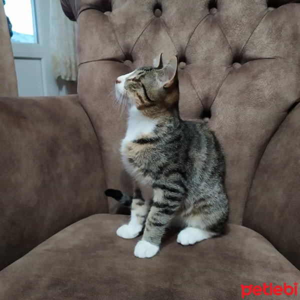 Tekir Kedi, Kedi  Odin fotoğrafı
