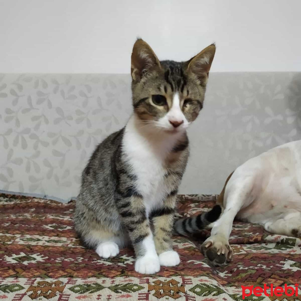 Tekir Kedi, Kedi  Odin fotoğrafı
