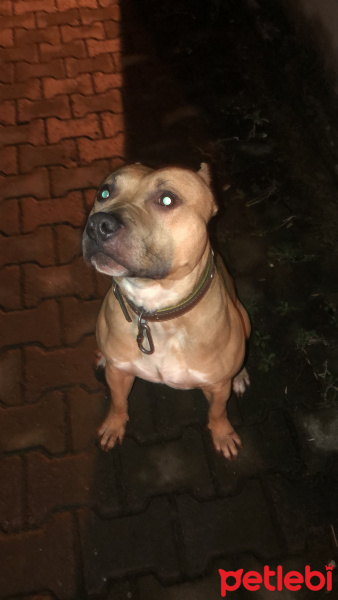Amerikan Pitbull Terrier, Köpek  Ares fotoğrafı