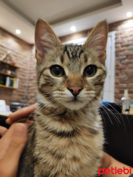 Tekir Kedi, Kedi  Riki fotoğrafı