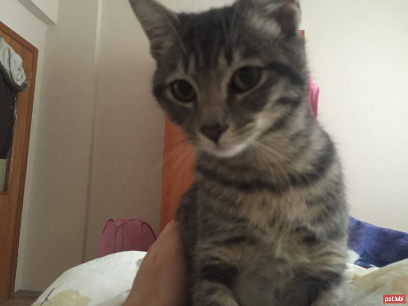 Tekir Kedi, Kedi  Paris fotoğrafı