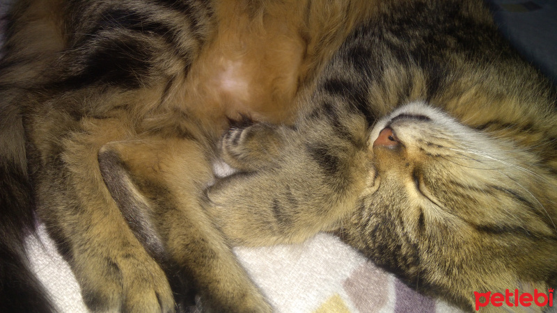 Tekir Kedi, Kedi  Şeker fotoğrafı