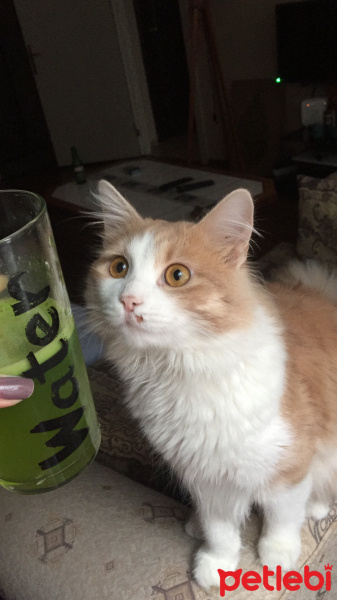 Sarman, Kedi  Gomez fotoğrafı