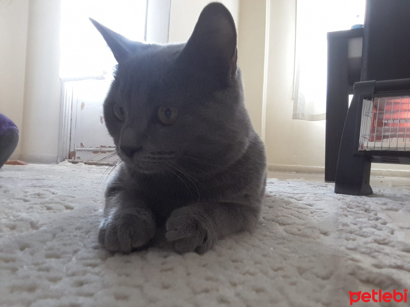 Scottish Fold, Kedi  Gece fotoğrafı