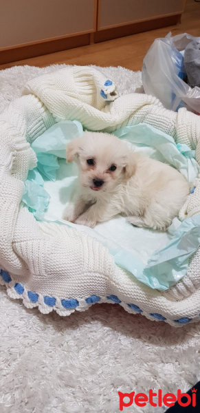 Maltese, Köpek  Mutlu fotoğrafı