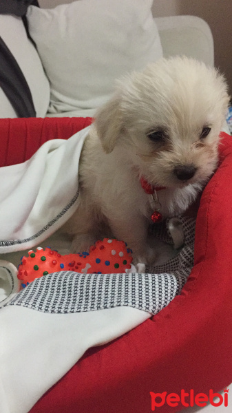 Maltese, Köpek  Mutlu fotoğrafı