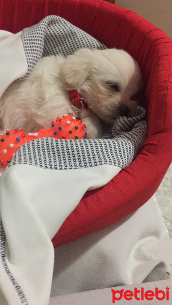 Maltese, Köpek  Mutlu fotoğrafı