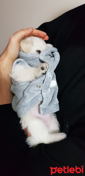 Maltese, Köpek  Mutlu fotoğrafı