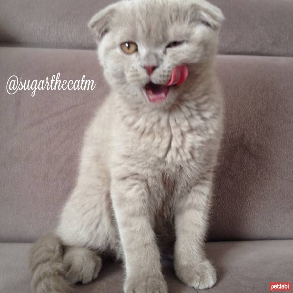 Scottish Fold, Kedi  Sugar fotoğrafı