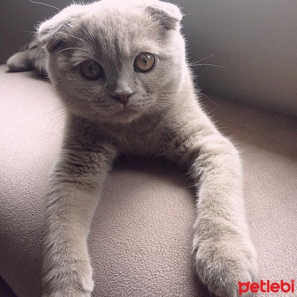 Scottish Fold, Kedi  Sugar fotoğrafı