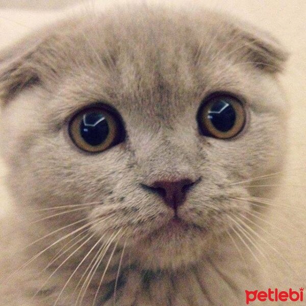 Scottish Fold, Kedi  Sugar fotoğrafı