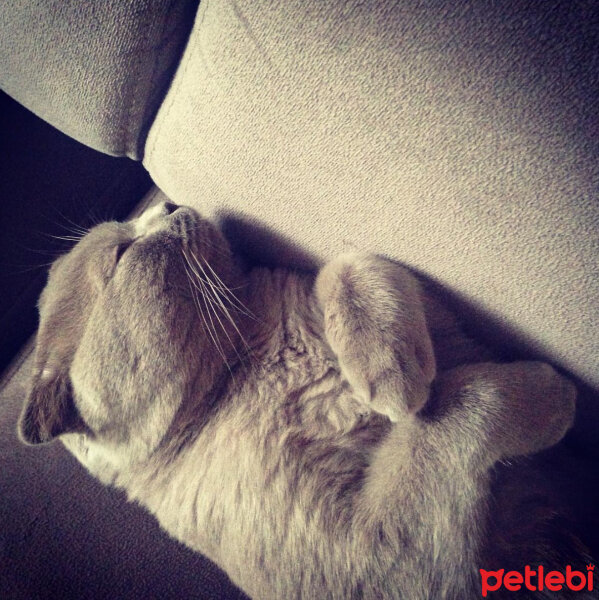 Scottish Fold, Kedi  Sugar fotoğrafı