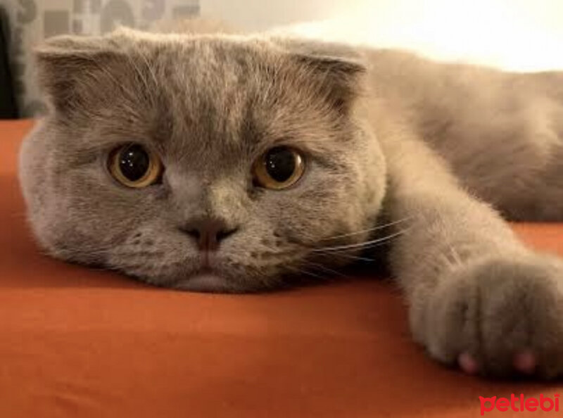 Scottish Fold, Kedi  Sugar fotoğrafı