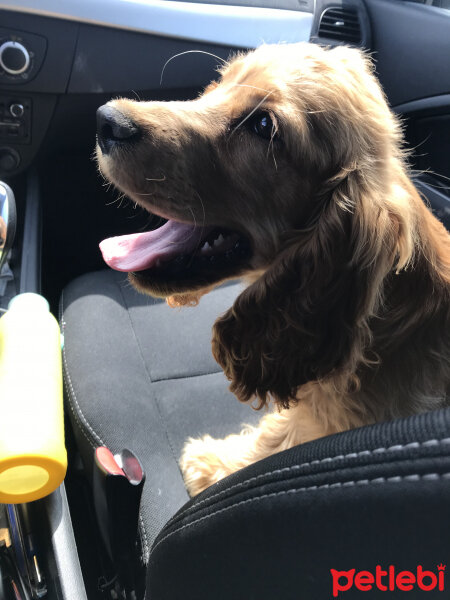 Amerikan Cocker Spaniel, Köpek  Odin fotoğrafı