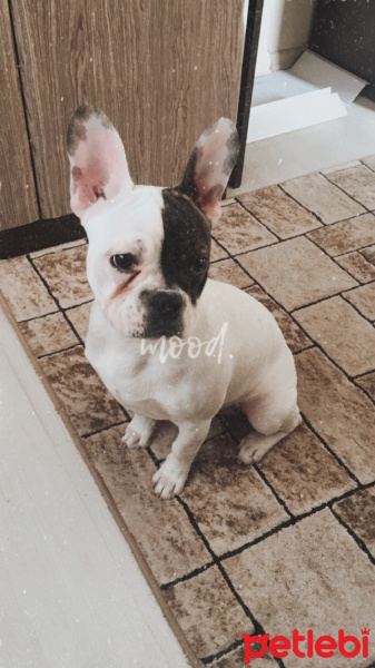 Fransız Bulldog, Köpek  Şherlock fotoğrafı