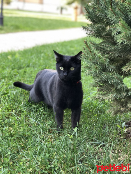Bombay, Kedi  Kar fotoğrafı