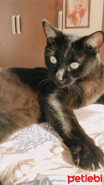 Bombay, Kedi  Kar fotoğrafı