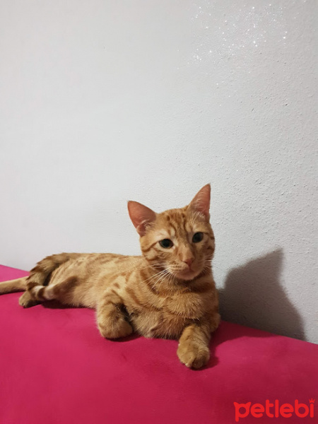 Tekir Kedi, Kedi  tekir kedi fotoğrafı