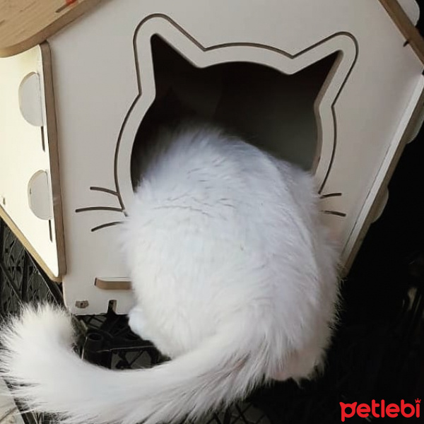 Van Kedisi, Kedi  Ludwig Van fotoğrafı