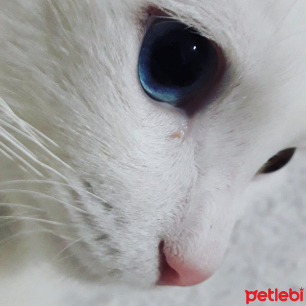 Van Kedisi, Kedi  Ludwig Van fotoğrafı