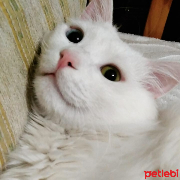 Van Kedisi, Kedi  Ludwig Van fotoğrafı