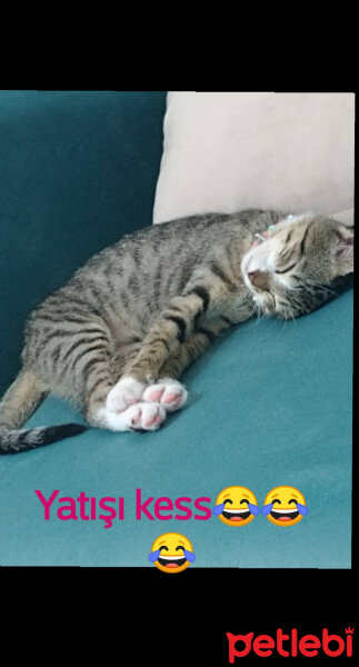 Tekir Kedi, Kedi  Lily fotoğrafı