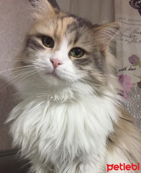 Norwegian Forest, Kedi  Rapunzel fotoğrafı