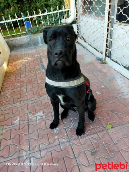 Cane Corso Italiano, Köpek  Hera fotoğrafı