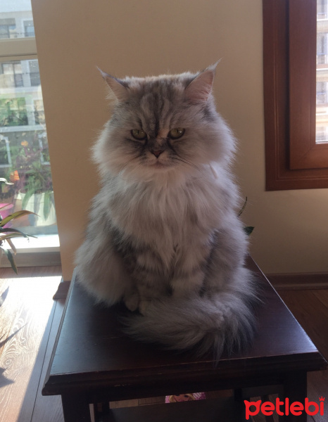 Chinchilla, Kedi  Yumak fotoğrafı