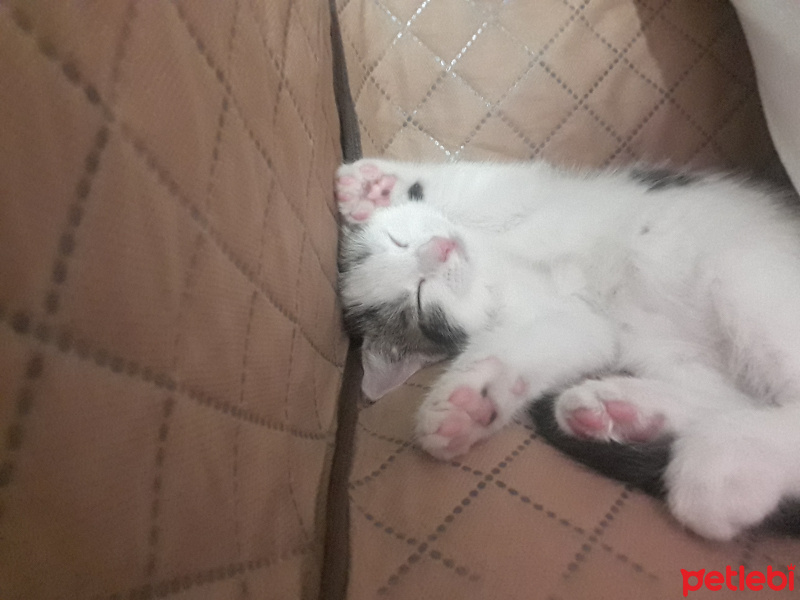 Tekir Kedi, Kedi  Prenses fotoğrafı