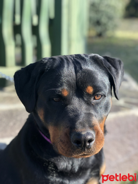 Rottweiler, Köpek  Animu fotoğrafı
