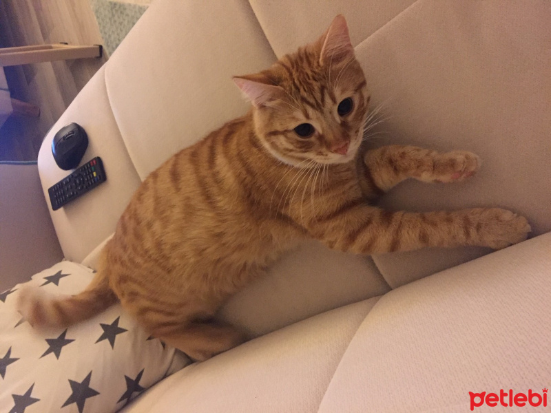 Tekir Kedi, Kedi  simbat fotoğrafı