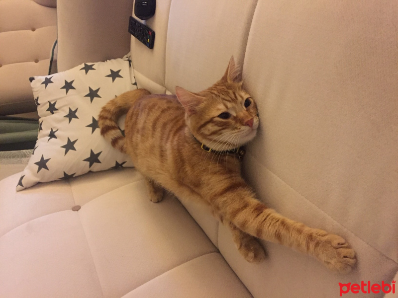 Tekir Kedi, Kedi  simbat fotoğrafı