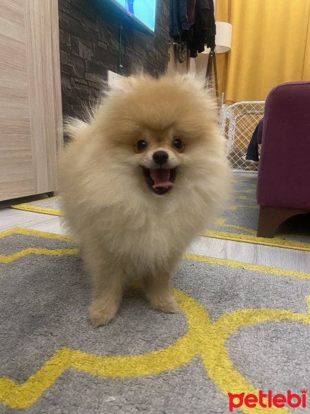 Pomeranyalı, Köpek  Tofi fotoğrafı